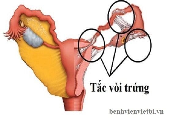 BÍ QUYẾT ĐỂ TĂNG CHẤT LƯỢNG TRỨNG