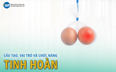 TINH HOÀN: CẤU TẠO, VAI TRÒ, CHỨC NĂNG